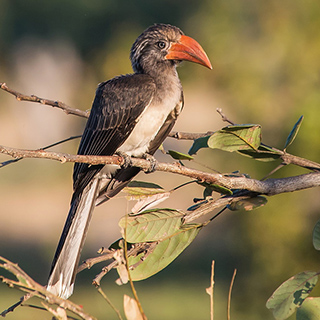 South Luangwa - Crowned hornbill